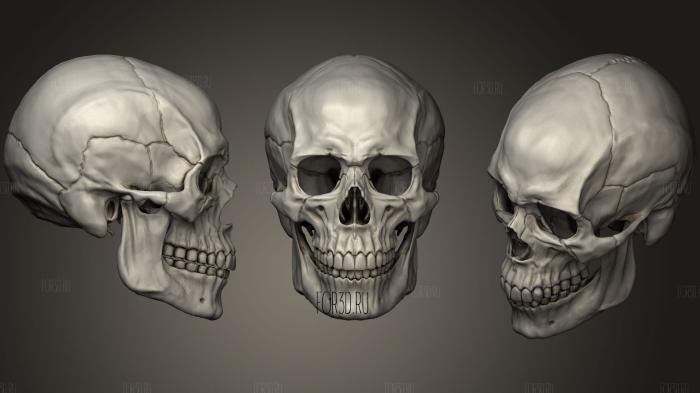 Human Male Skull 3d stl модель для ЧПУ